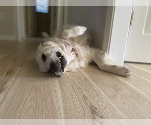 Medium Photo #7 English Cream Golden Retriever Puppy For Sale in SIMPSONVILLE, SC, USA