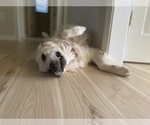Small #6 English Cream Golden Retriever