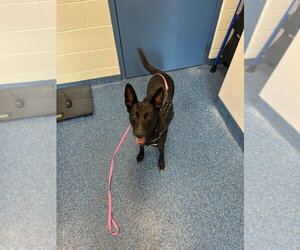 26-203 Midnight Ruby - Female Mutt Dog for Adoption - Photo #2