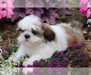 Shih Tzu Puppy for sale in SHILOH, OH, USA