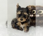 Small #3 Yorkshire Terrier