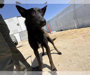 Mutt Dogs for adoption in Bakersfield, CA, USA