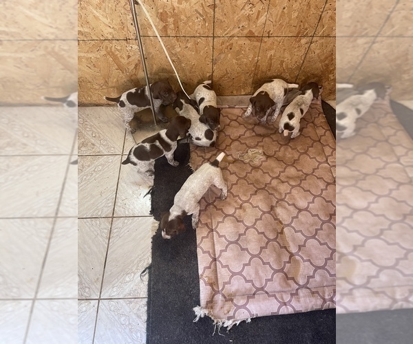 Medium Photo #3 German Shorthaired Pointer Puppy For Sale in CORONA, CA, USA