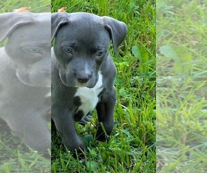 Medium American Bully