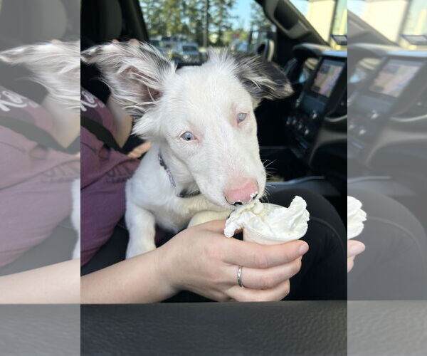Medium Photo #5 Border Collie-Unknown Mix Puppy For Sale in The Woodlands, TX, USA