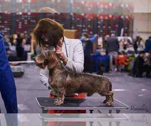 Father of the Dachshund puppies born on 05/14/2025