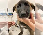 Small Mutt