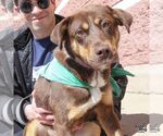 Small #1 Beagle Mix
