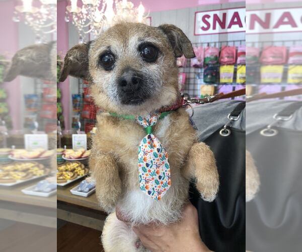 Medium Photo #6 Mutt Puppy For Sale in Spring Lake, NC, USA