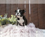 Small #2 Boston Terrier