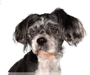 Shih Tzu-Unknown Mix Dogs for adoption in Oakland Park, FL, USA
