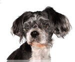 Small Shih Tzu Mix