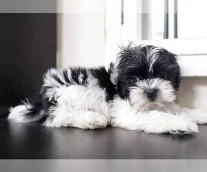 Shih Tzu Puppy for sale in FULLERTON, CA, USA
