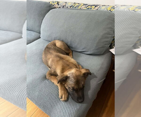 Medium Photo #2 Mutt Puppy For Sale in Imlay City, MI, USA