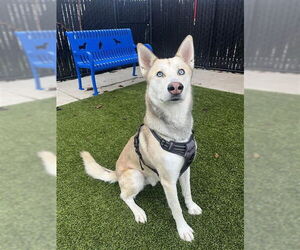 Siberian Husky-Unknown Mix Dogs for adoption in Elk Grove, CA, USA
