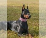 Small Photo #1 Doberman Pinscher Puppy For Sale in FORT LAUDERDALE, FL, USA