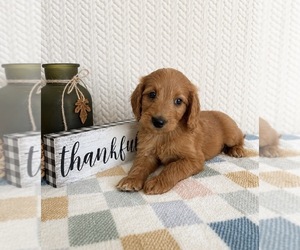 Goldendoodle mix (+ Poodle Miniature) Puppy for sale in INDIANAPOLIS, IN, USA