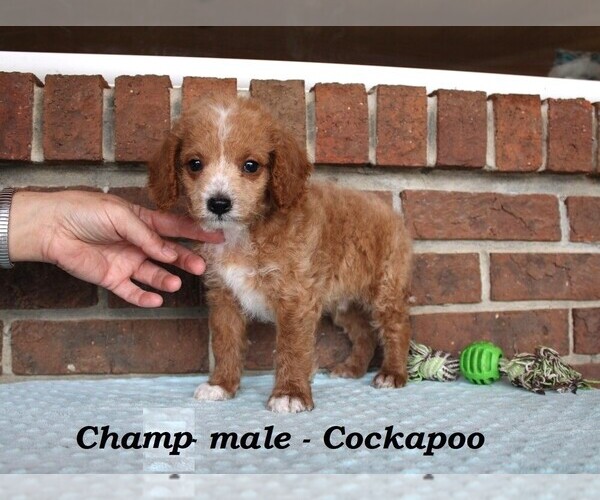 Medium Photo #3 Cockapoo (Miniature) Puppy For Sale in CLARKRANGE, TN, USA