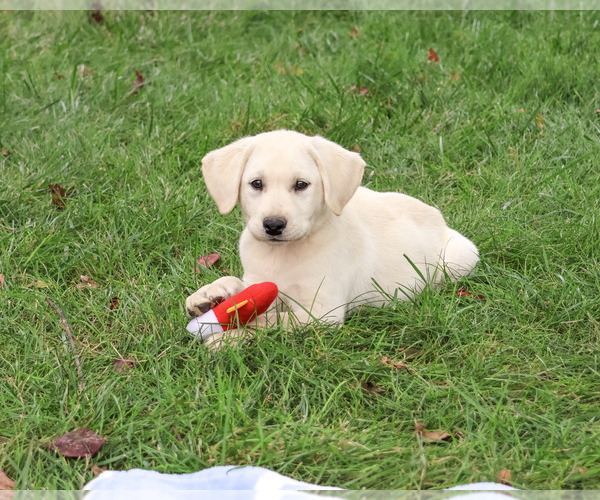 Medium Photo #5 Labrador Retriever Puppy For Sale in SYRACUSE, IN, USA