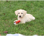 Roger - Male Labrador Retriever Puppy for Sale - Photo #5