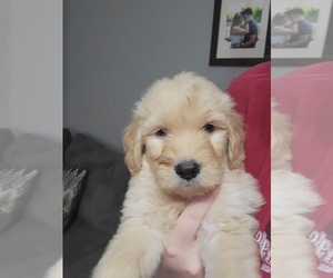 Golden Retriever-Goldendoodle Mix Puppy for sale in CAMBY, IN, USA