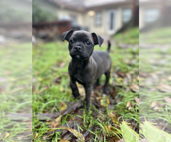 Medium Photo #4 Boxer-Chihuahua Mix Puppy For Sale in Fair Oaks, CA, USA