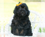Small #4 Poodle (Miniature)