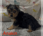 Image preview for Ad Listing. Nickname: Anakin
