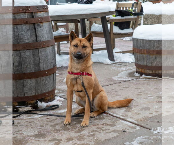 Medium Photo #5 Mutt Puppy For Sale in Princeton, MN, USA