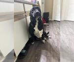 Small Labrador Retriever Mix