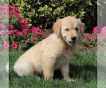 Small Photo #2 Golden Retriever Puppy For Sale in NEW PROVIDENCE, PA, USA