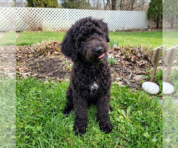 Medium Photo #3 Poodle (Miniature)-Wheaten Terrier Mix Puppy For Sale in Grovertown, IN, USA