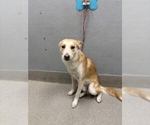 German Shepherd Dog-Unknown Mix Dogs for adoption in Las Vegas, NV, USA