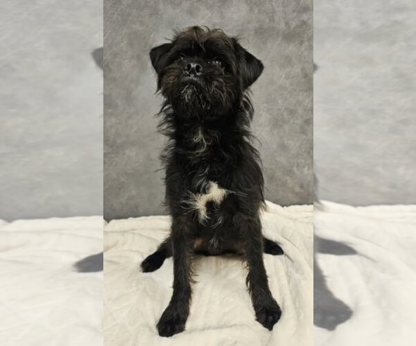 Medium Photo #1 Brussels Griffon-Unknown Mix Puppy For Sale in Andover, MN, USA