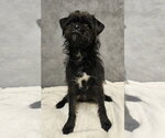Small Brussels Griffon Mix