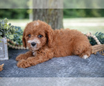 Puppy Lacy Cavapoo