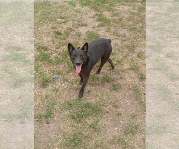 Medium Photo #2 Australian Kelpie Puppy For Sale in Bonifay, MO, USA