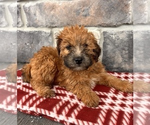 Whoodle (Miniature) Puppy for sale in MIDDLEBURY, IN, USA