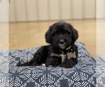 Small Photo #4 Bernedoodle Puppy For Sale in WOLCOTT, IN, USA
