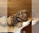 Small Photo #6 Australian Shepherd Puppy For Sale in E WALLINGFORD, VT, USA