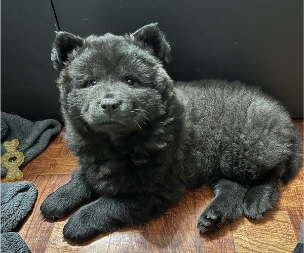 Medium Photo #5 Chow Chow Puppy For Sale in LOS ANGELES, CA, USA