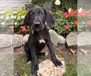 Great Dane Puppy for sale in MIDDLEBURY, IN, USA