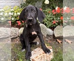 Small Photo #1 Great Dane Puppy For Sale in MIDDLEBURY, IN, USA
