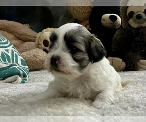 Zuchon Puppy for Sale in RENO, Nevada USA