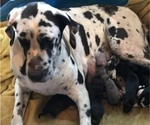 Small Photo #1 Great Dane Puppy For Sale in PINNACLE, NC, USA