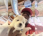 Small Photo #4 Siberian Husky Puppy For Sale in DOUGLASVILLE, GA, USA