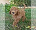 Puppy 1 Goldendoodle (Miniature)