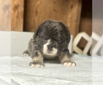Small #8 English Bulldog