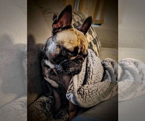 Mother of the French Bulldog puppies born on 04/10/2025
