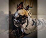 Small Photo #1 French Bulldog Puppy For Sale in LAMAR, MO, USA